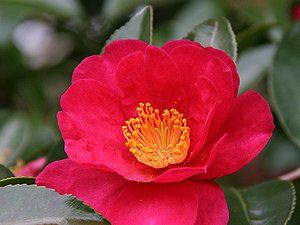 奥須磨公園の山茶花（サザンカ）の花