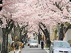 神戸桜トンネル・神戸の桜坂/神戸の桜風景写真