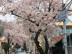 桜トンネル 神戸の桜坂 神戸市
