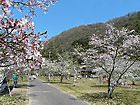 千苅貯水池（千苅浄水場）の桜と千苅さくら祭り