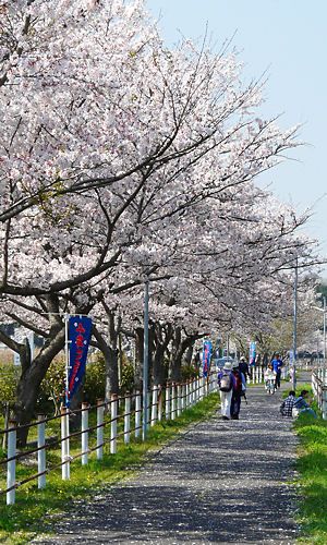 武庫川沿いの桜並木