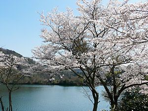 千苅水源池と桜
