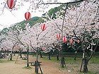 須磨寺公園の桜/神戸の桜風景写真