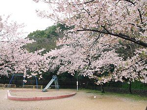 須磨寺公園の桜