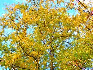 須磨寺銀杏の木の黄葉