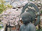 須磨寺の桜/神戸の桜風景写真,観光情報