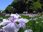 須磨離宮公園花菖蒲園・花菖蒲の花/壁紙写真