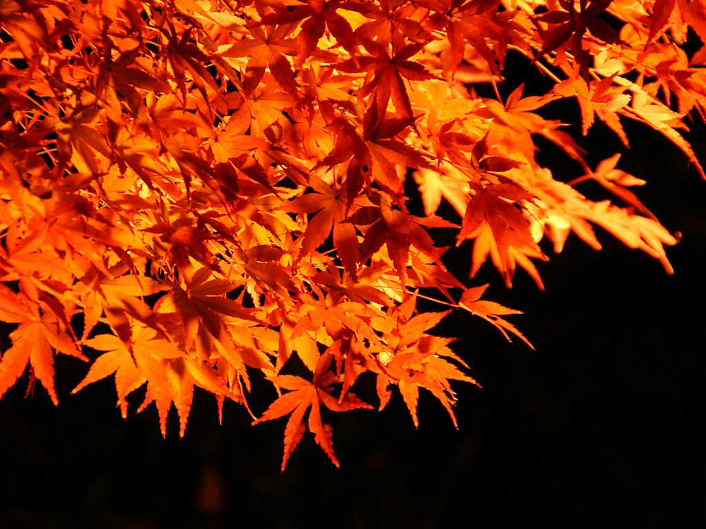 紅葉とモミジ 須磨離宮公園 壁紙写真集 無料写真素材