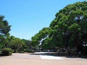 須磨離宮公園・中門広場の大楠の木