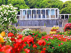 神戸須磨離宮公園・王宮のバラ園・バラの花