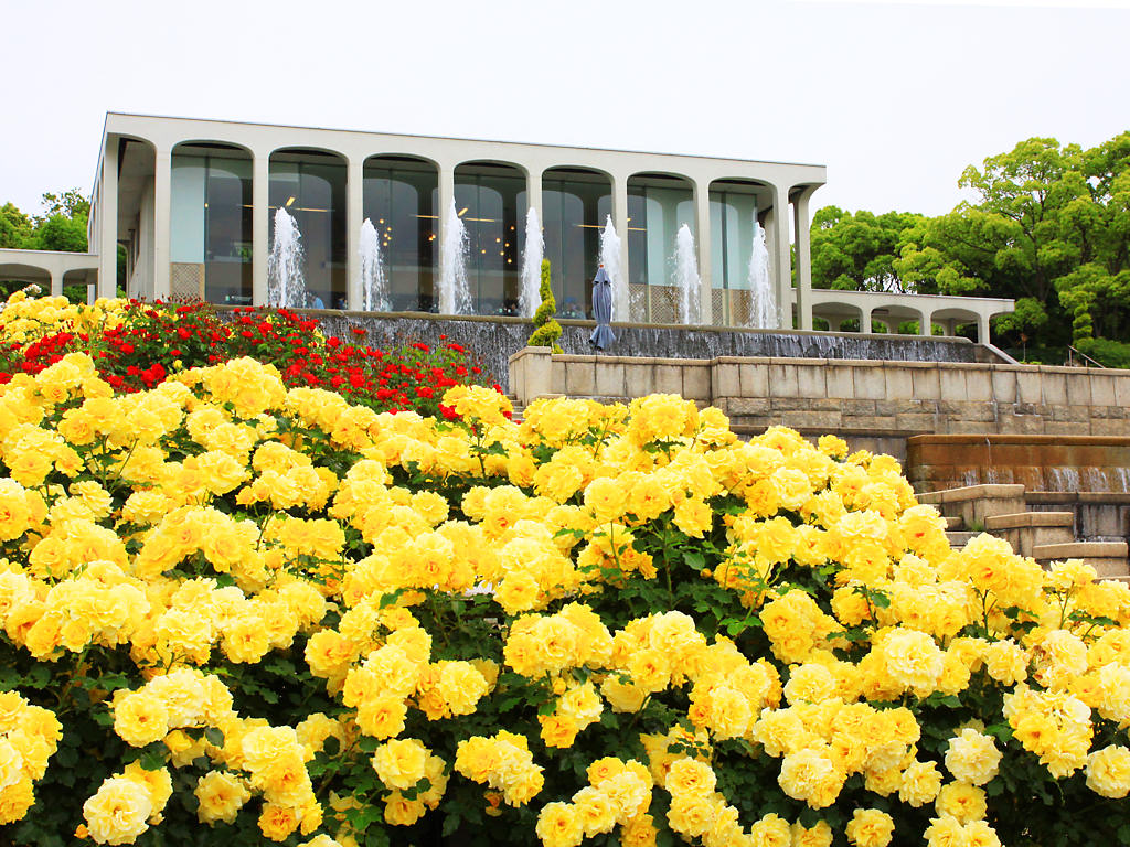 須磨離宮公園バラ園 神戸のバラ園 バラの花 壁紙写真集 無料写真素材