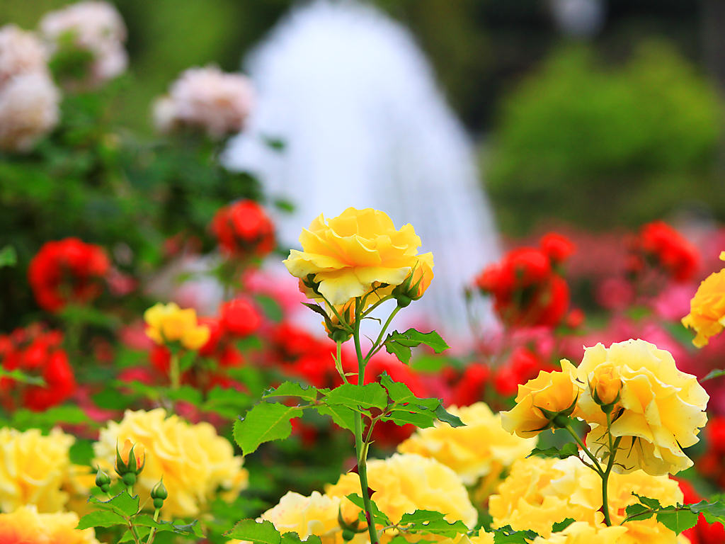 須磨離宮公園バラ園 神戸のバラ園 バラの花 壁紙写真集 無料写真素材