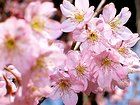 須磨離宮公園の桜・桜の花