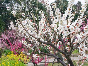 須磨離宮公園の梅林 「梅花園」　梅の花