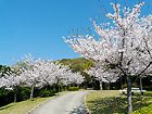 須磨浦公園の桜/神戸の桜風景写真