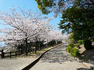 須磨浦公園の桜並木