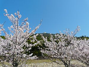 須磨浦公園の桜と須磨浦山上遊園