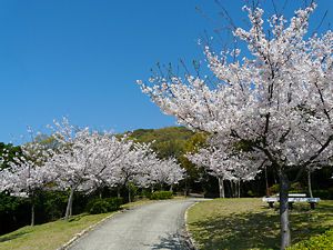 須磨浦公園の桜並木