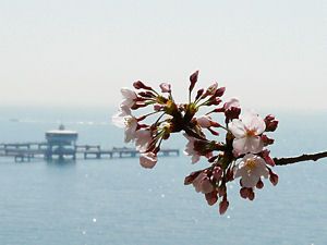 須磨浦公園の桜と神戸市立須磨・平磯海づり公園