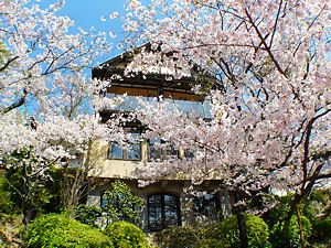 須磨観光ハウス・味と宿「花月」の桜