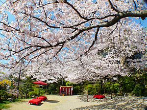 須磨観光ハウス・味と宿「花月」の桜