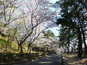 須磨浦公園の桜
