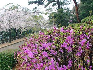 須磨浦公園の躑躅（ツツジ）の花