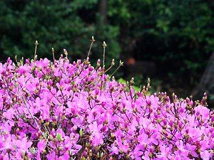 須磨浦公園の躑躅（ツツジ）の花