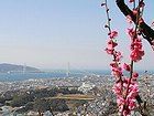 須磨浦公園・須磨浦山上遊園梅林と梅の花/神戸の梅林風景写真