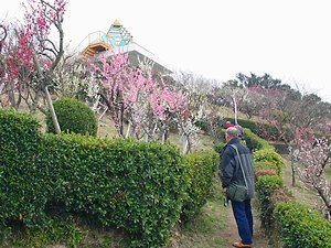 須磨浦山上遊園の梅林