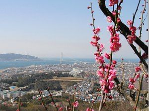 須磨浦山上遊園の梅林と明石海峡大橋