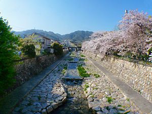 都賀川の桜並木と六甲山