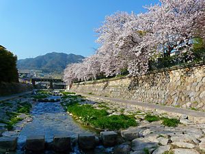 都賀川の桜並木と六甲山