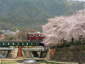 都賀川の桜並木と阪急神戸線