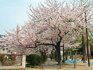都賀川公園の桜