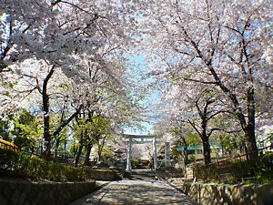 筒井八幡神社の参道の桜並木