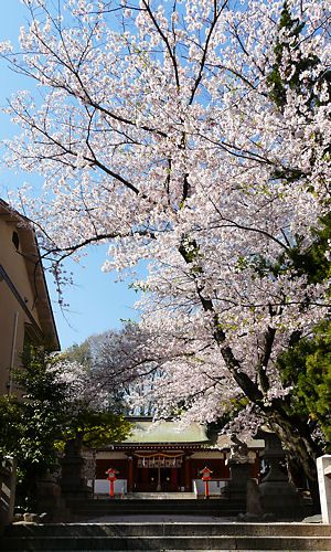 筒井八幡神社の拝殿・本殿と桜