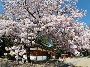 筒井八幡神社の拝殿・本殿と桜