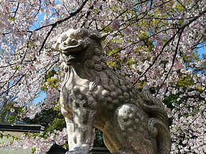 筒井八幡神社の狛犬と桜