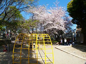 筒井八幡神社境内にある宮本公園と桜