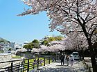 宇治川の桜並木と宇治川公園の桜