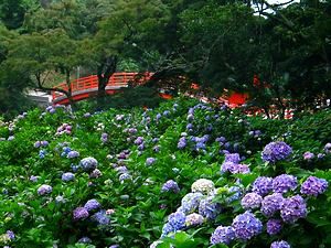 あじさいの里・安志加茂神社のあじさい園