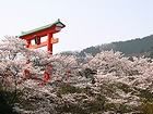 桜(サクラ)と辛夷(コブシ)・安志加茂神社
