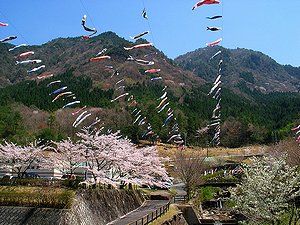 鯉のぼりと桜の風景・グリーンエコー笠形