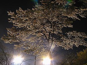 こいのぼりと桜のライトアップ