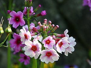 九輪草（クリンソウ）の花