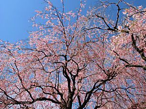 長谷ダム・エルビレッジおおかわちの桜の木