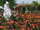 姫路ばら園とバラの花/壁紙