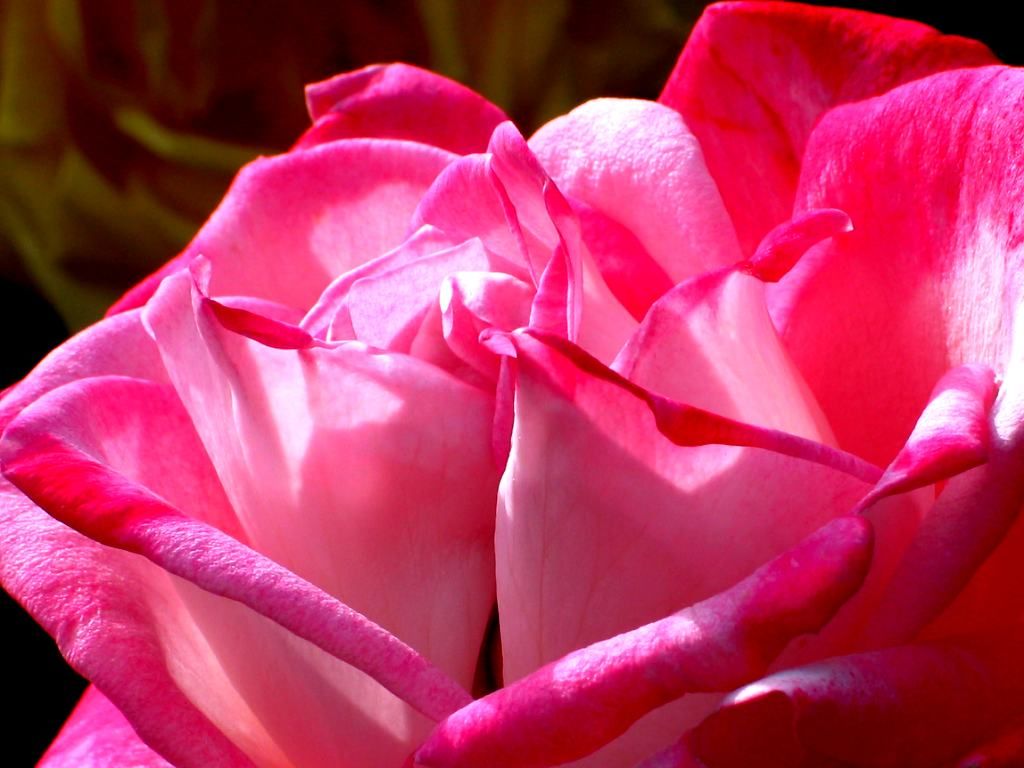姫路バラ園とバラの花 壁紙写真集 無料写真素材