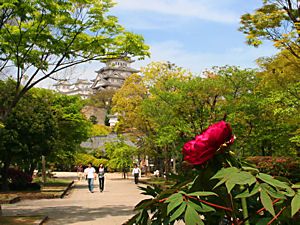 牡丹の花と姫路城